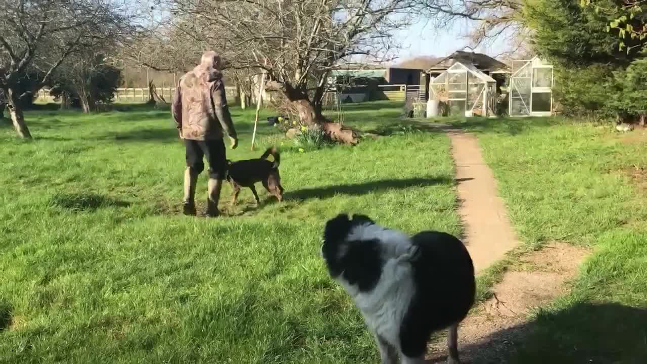 Mixed Breed dogs for adoption: Bernie is looking for the best forever home in Hayling Island - Video 3