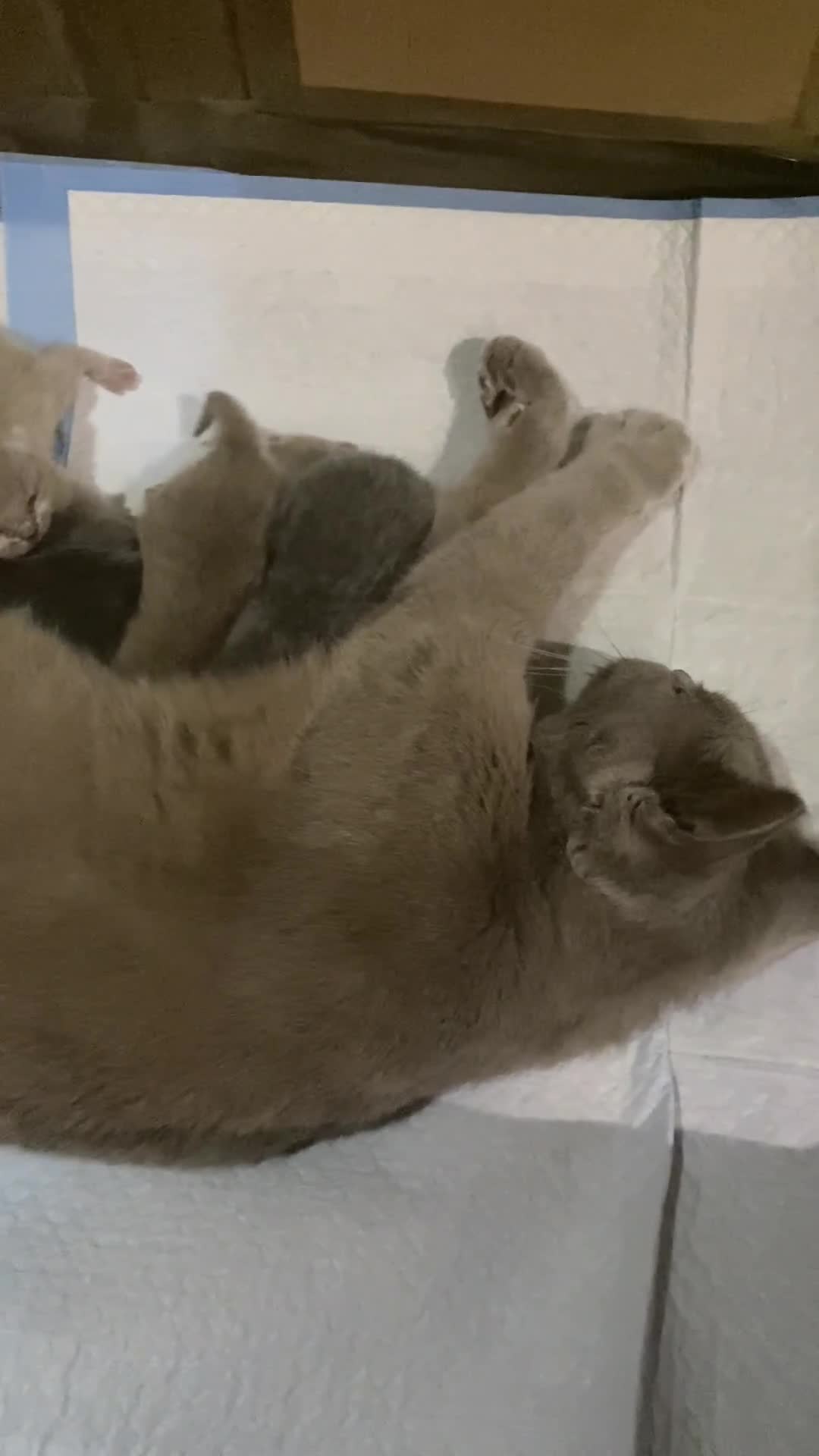 British Shorthair cats for sale: Stunning British shorthair kittens - Video 1