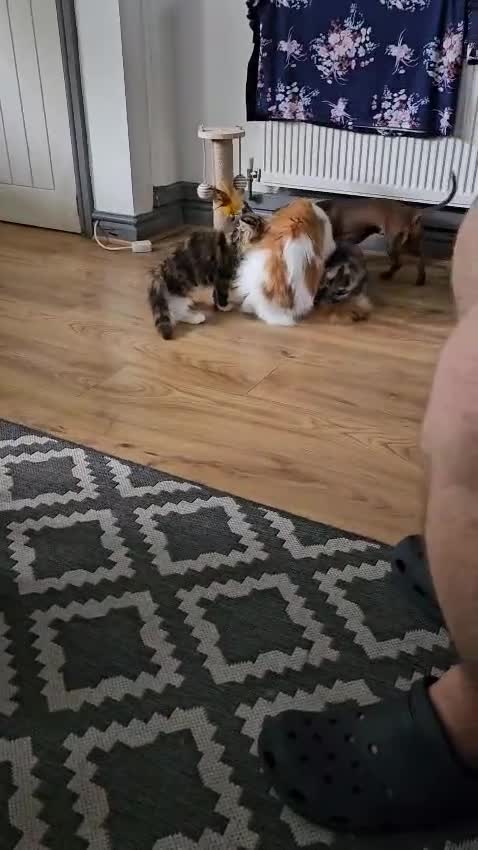 Maine Coon cats for sale: 2 FEMALE MAINECOON KITTENS  - Video 2