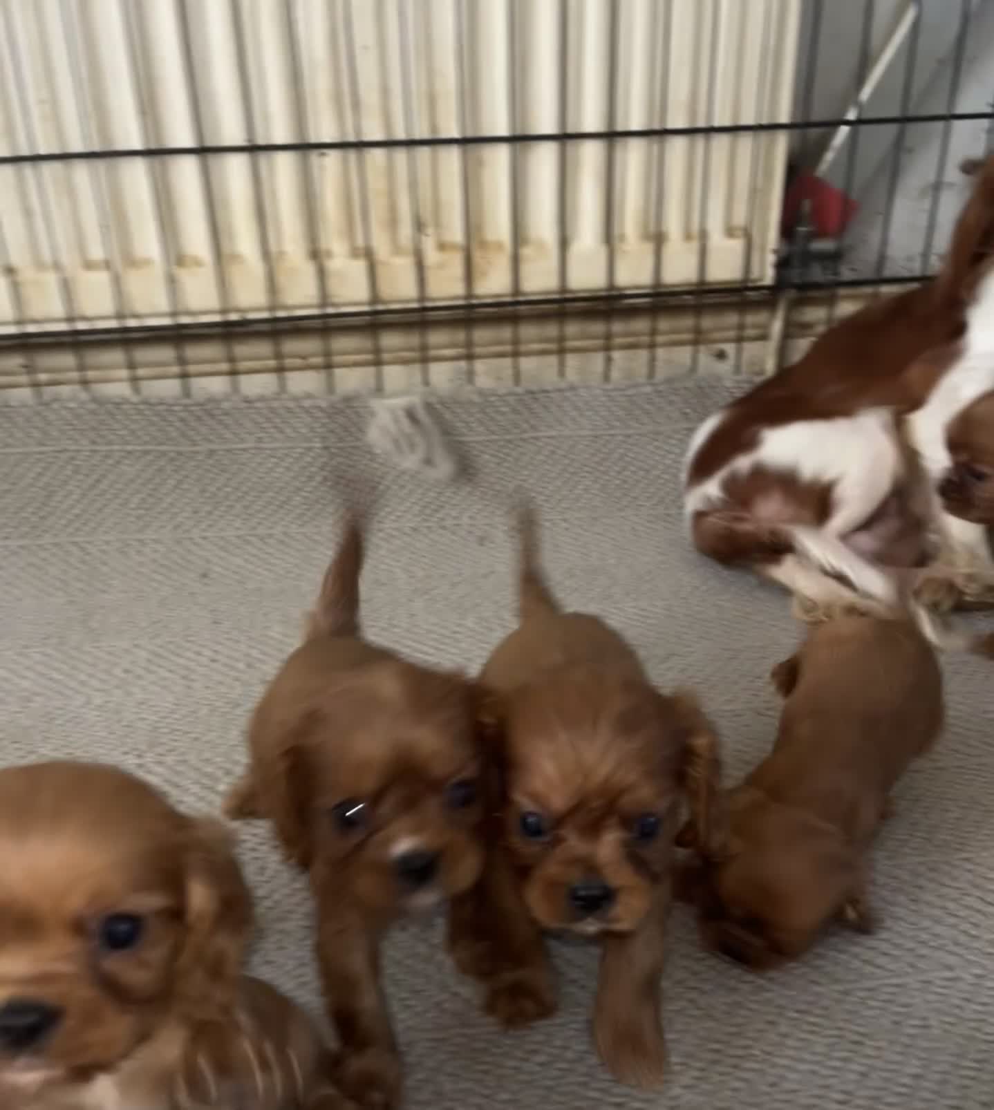Cavalier King Charles Spaniel dogs for sale: 🐶 KC, RUBY RED cavalier King Charles  - Video 3