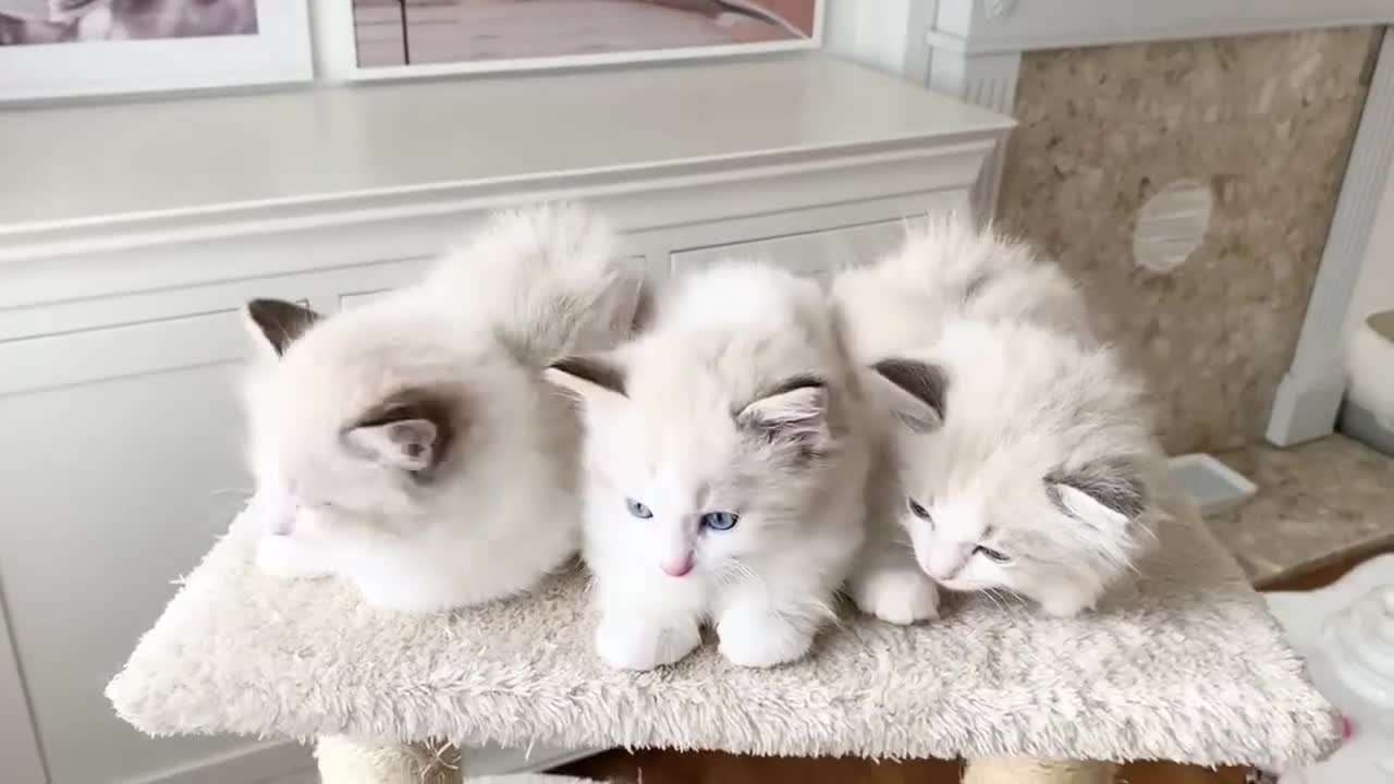 Ragdoll cats for sale: INDOOR TWO MALE GCCF REGISTERED RAGDOLL KITTENS - Video 1