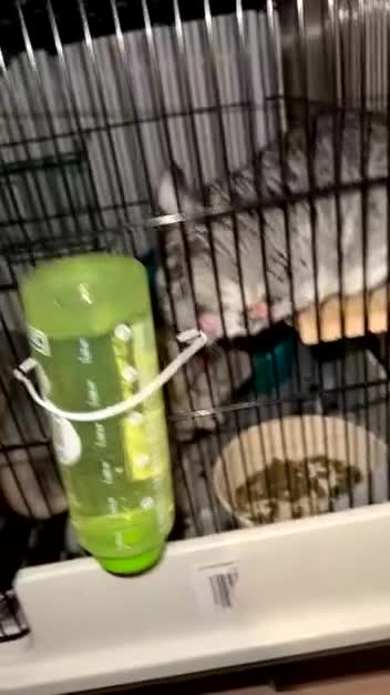 Chinchilla rodents for sale: Stitch & Milo - Not Bonded!  - Video 1