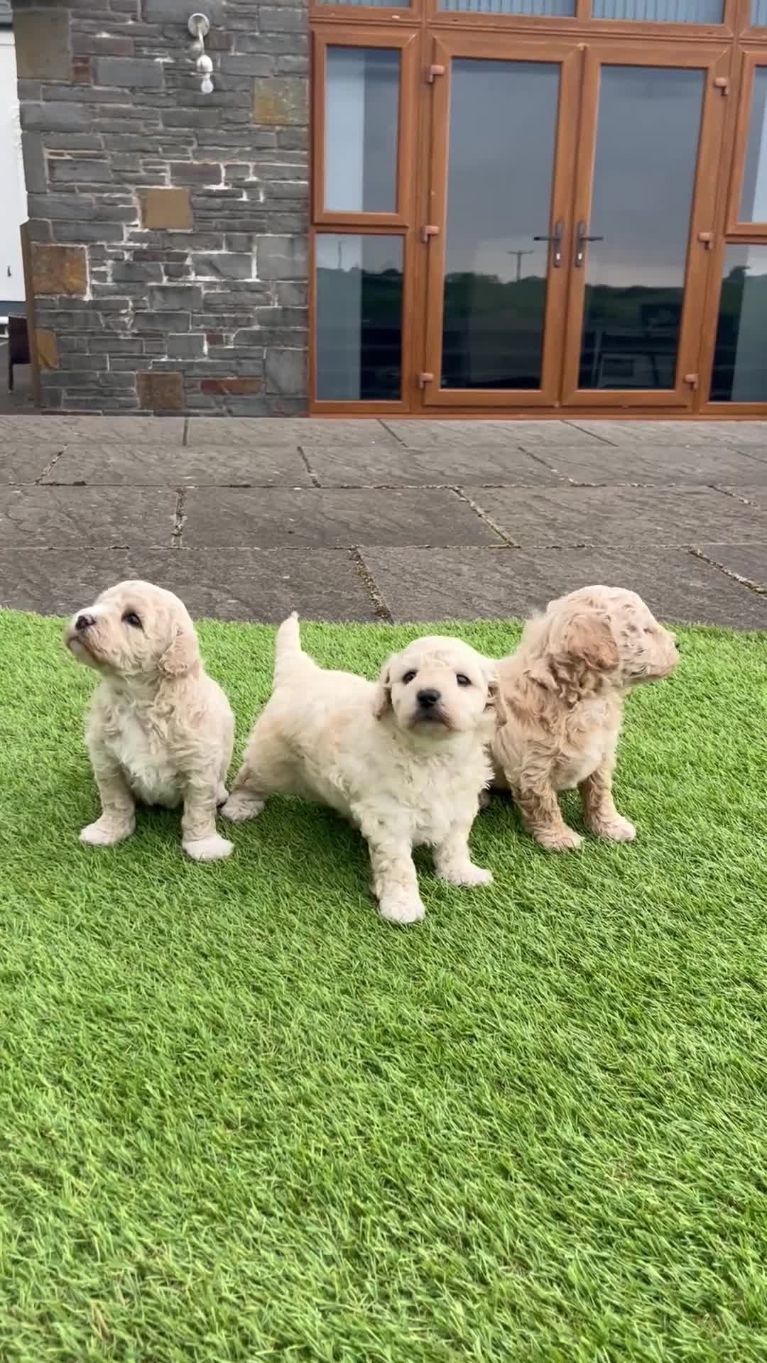 Poochon dogs for sale: Poochon Puppies F1  in Kidwelly - Video 4