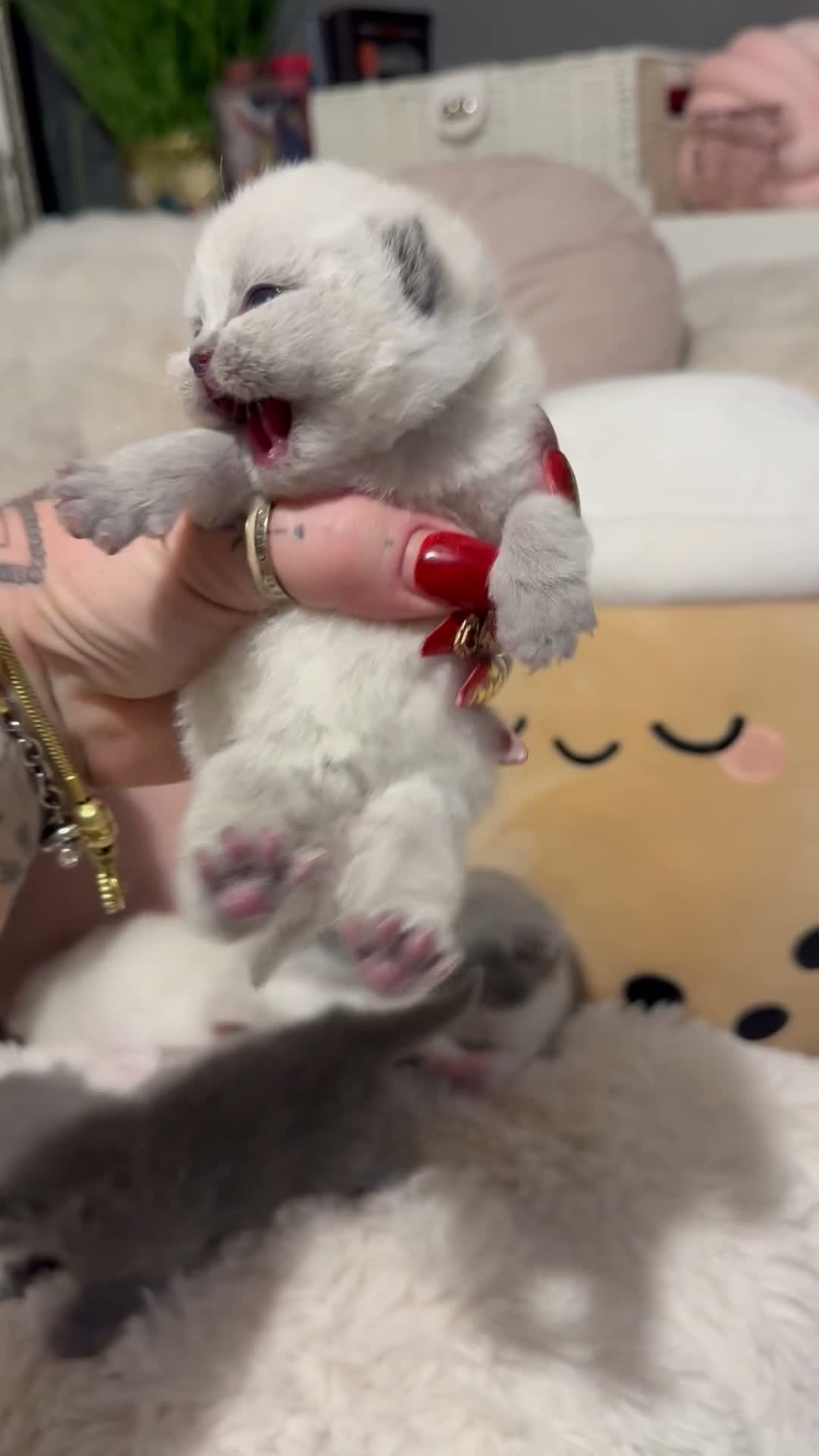 British Shorthair cats for sale: Pure British Shorthair Outstanding Kittens 😻🏆🥇 - Video 1