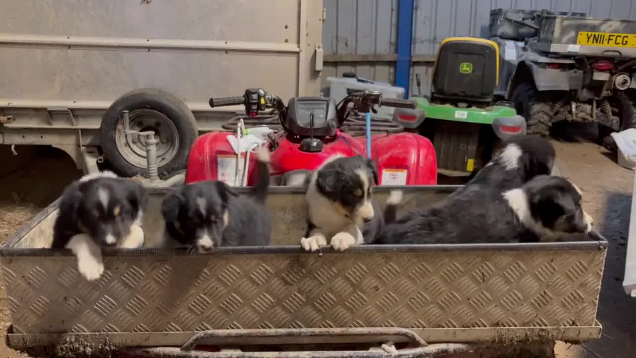 Border Collie dogs for sale: 🐾 Beautiful Collie Puppies 🐾 - Video 2