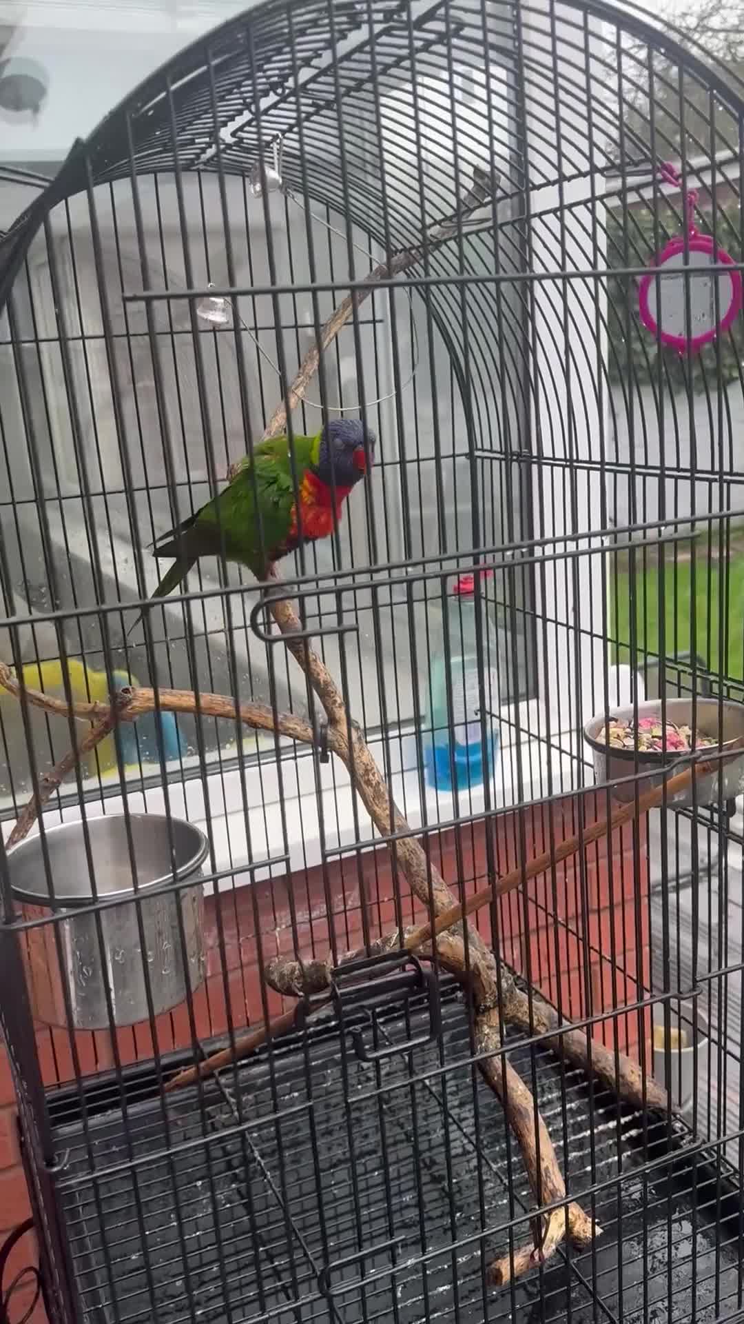 Lorikeets birds for sale: Rainbow Lorikeet  - Video 1