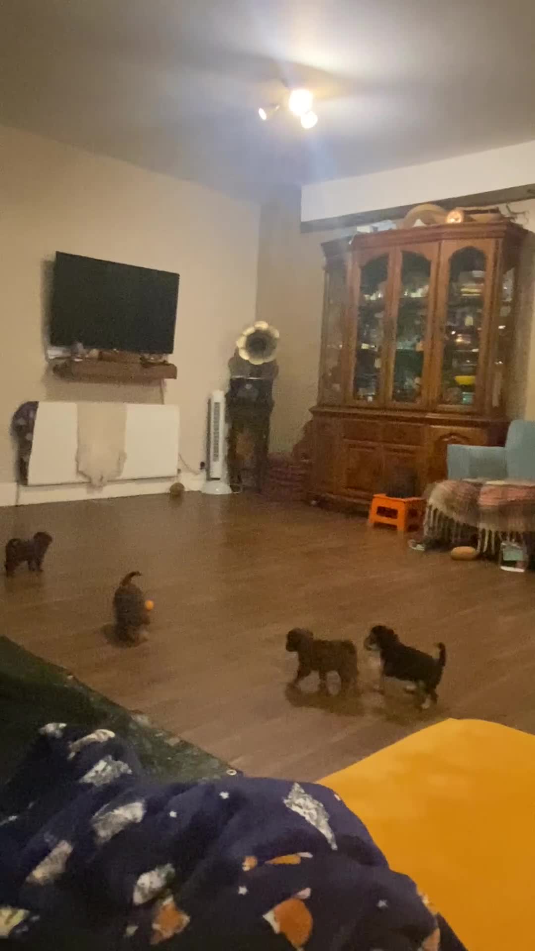 Toy Poodle dogs for sale: Beautiful litter of toy poodles  - Video 2