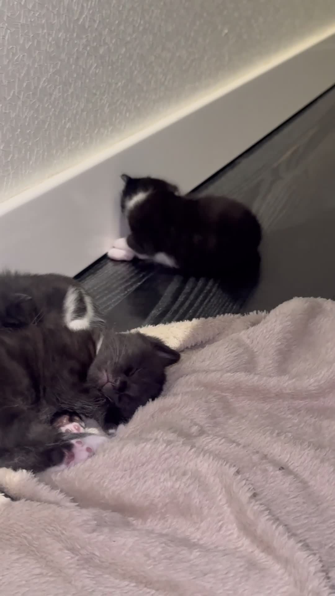 Mixed Breed cats for sale: 🐾 Adorable Kittens for Sale 🐾 - Video 2