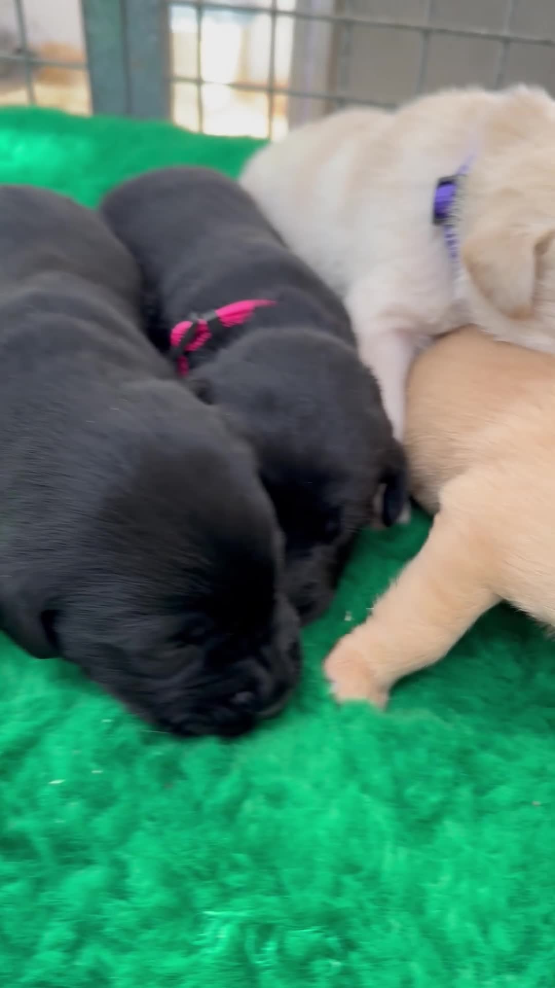 Labrador Retriever dogs for sale: Beautiful Labrador Puppies — Loving Family Home in Hayle - Video 1