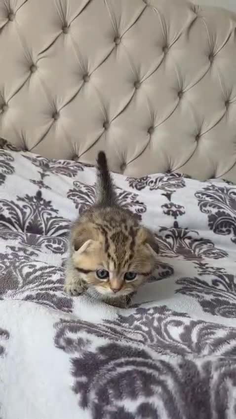 Scottish Fold cats for sale: Adorable Scottish Fold and Straight kittens 💙💜  - Video 5