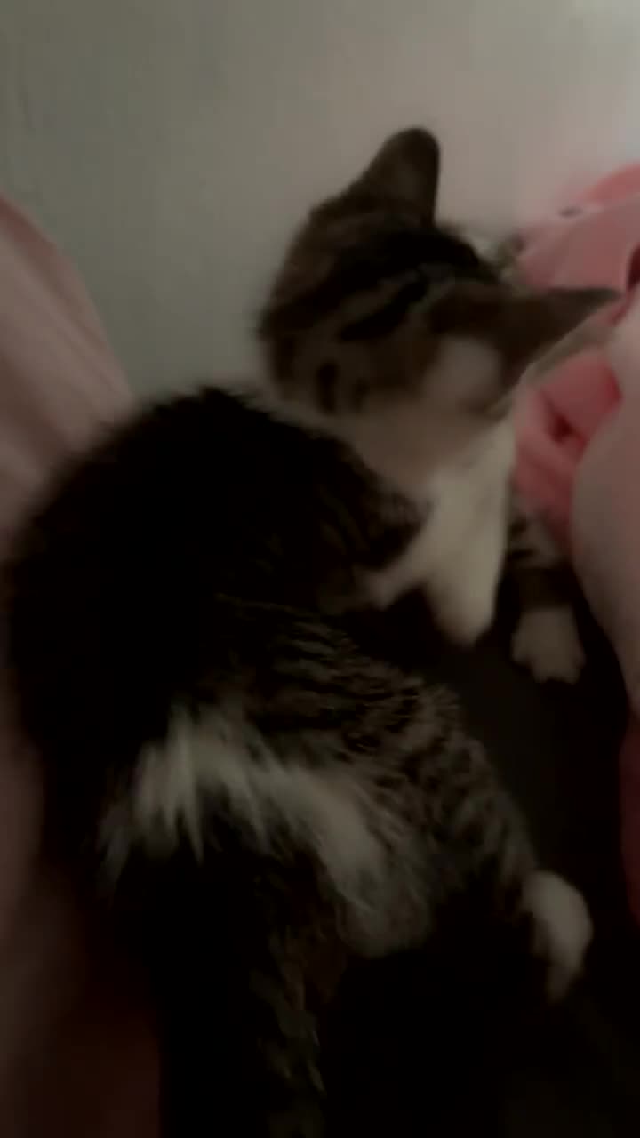 Mixed Breed cats for sale: 2 KITTENS FOR SALE - Video 1