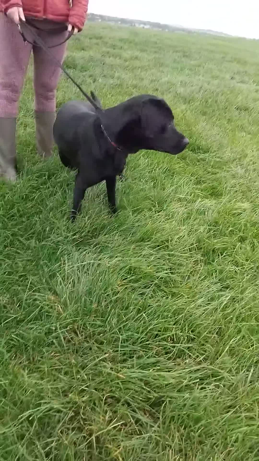 Labrador Retriever dogs for sale: Male age 2 entire - Video 1