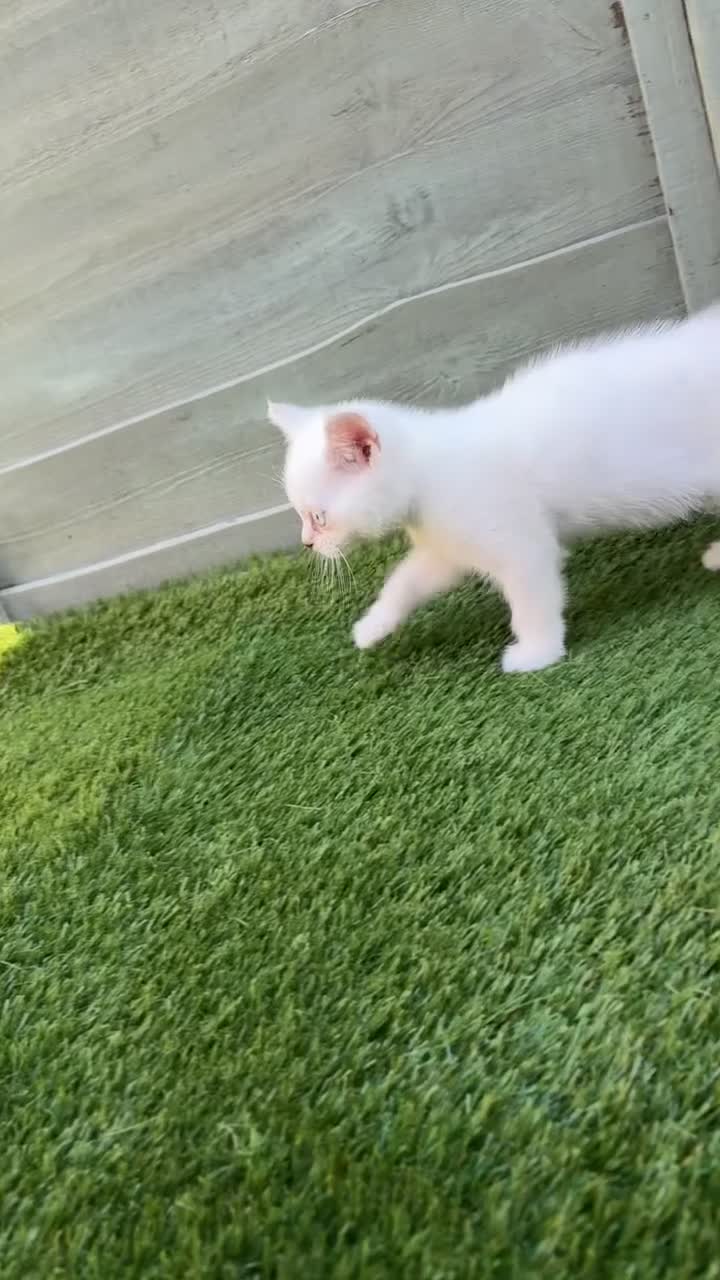 British Shorthair cats for sale: Two beautiful girls waiting for forever home  - Video 1