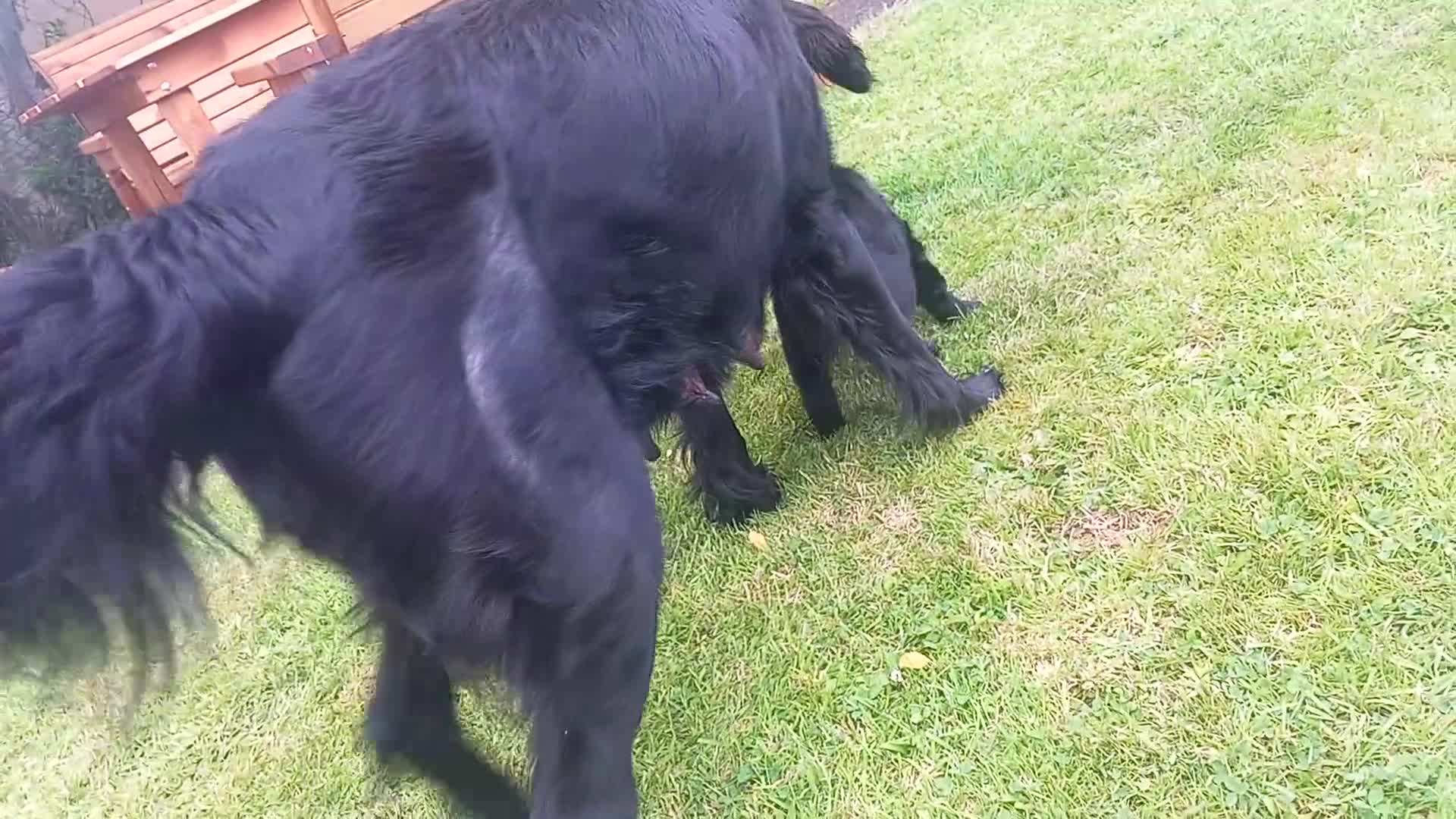 Flat coated Retriever dogs for sale: RKC registered Flat Coated Retrievers - Video 1