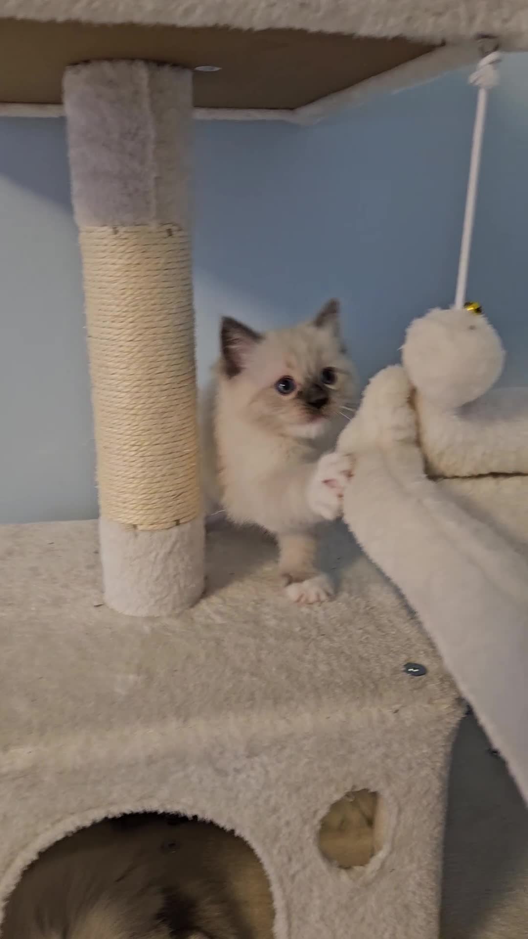 Ragdoll cats for sale: Stunning Ragdoll kittens  - Video 1