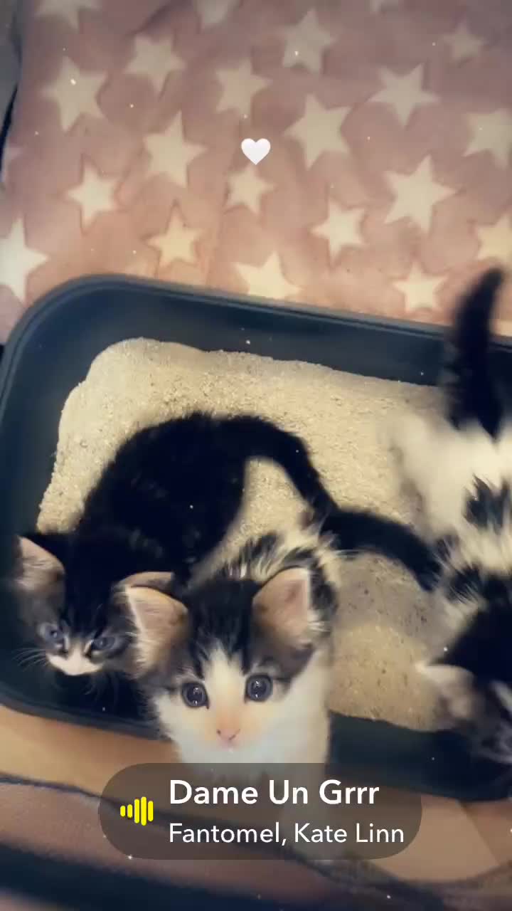 Mixed Breed cats for sale: Cute little Siberian cross kittens  - Video 3