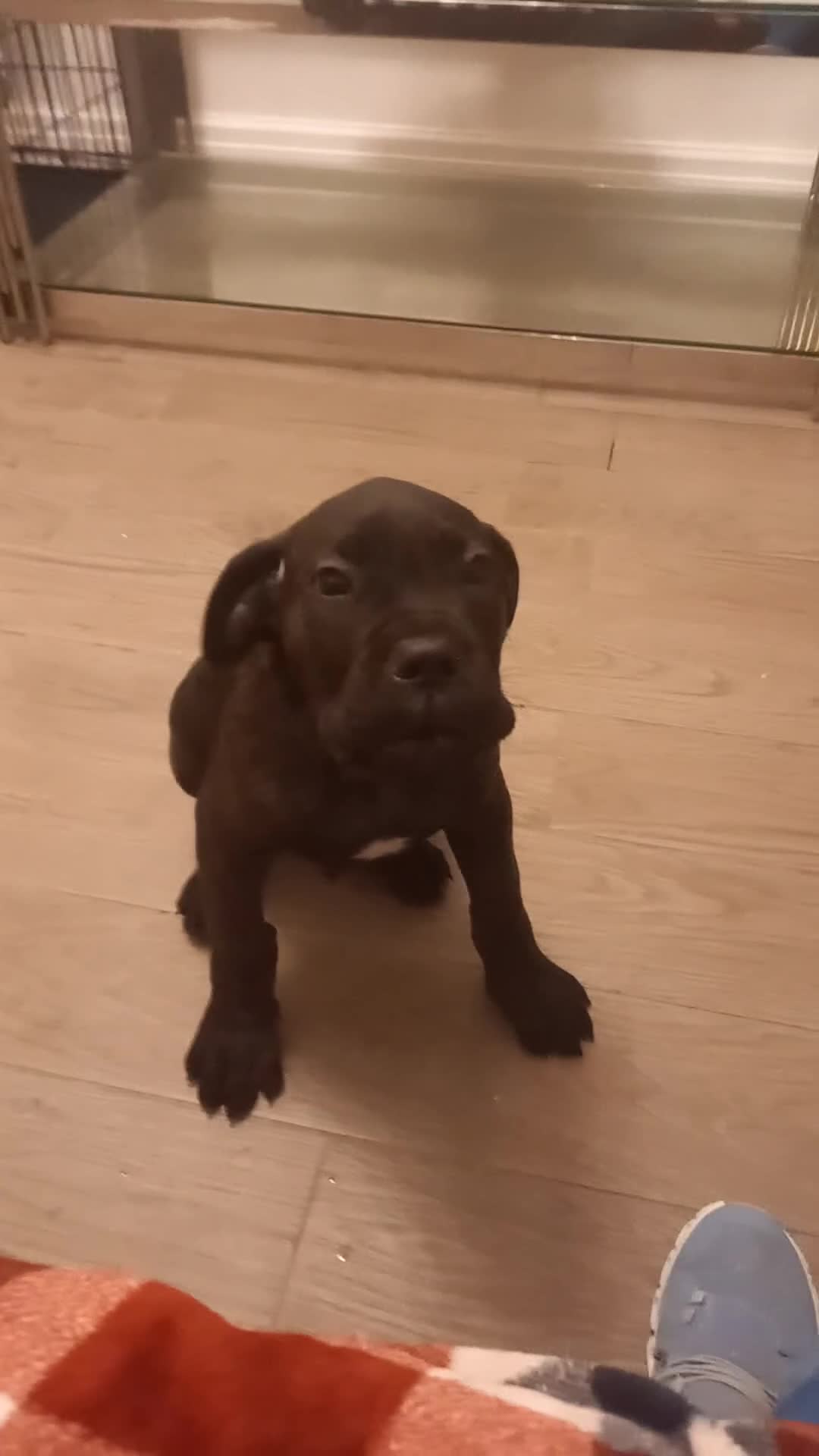 Cane Corso dogs for sale: ANNOUNCEMENT ONLY UK LITTER DEL DYRIUM LINES  🖤  - Video 1