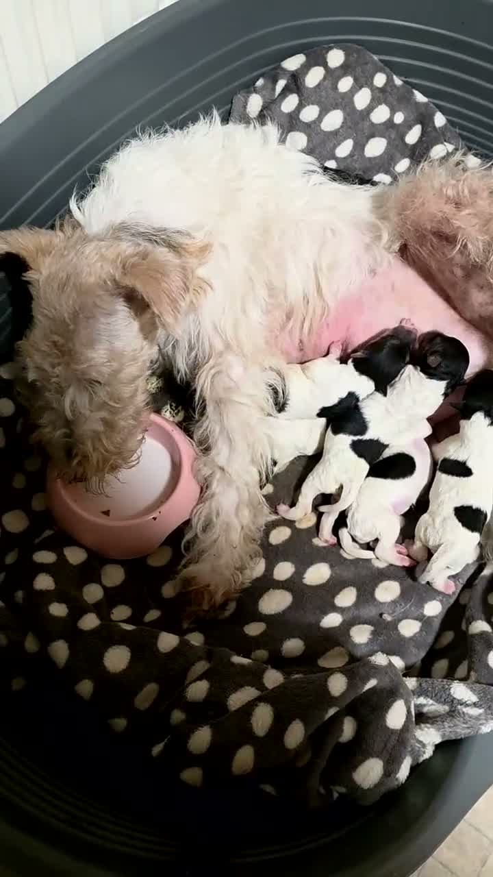 Fox Terrier dogs for sale: Wire hair fox terrier puppies  - Video 1