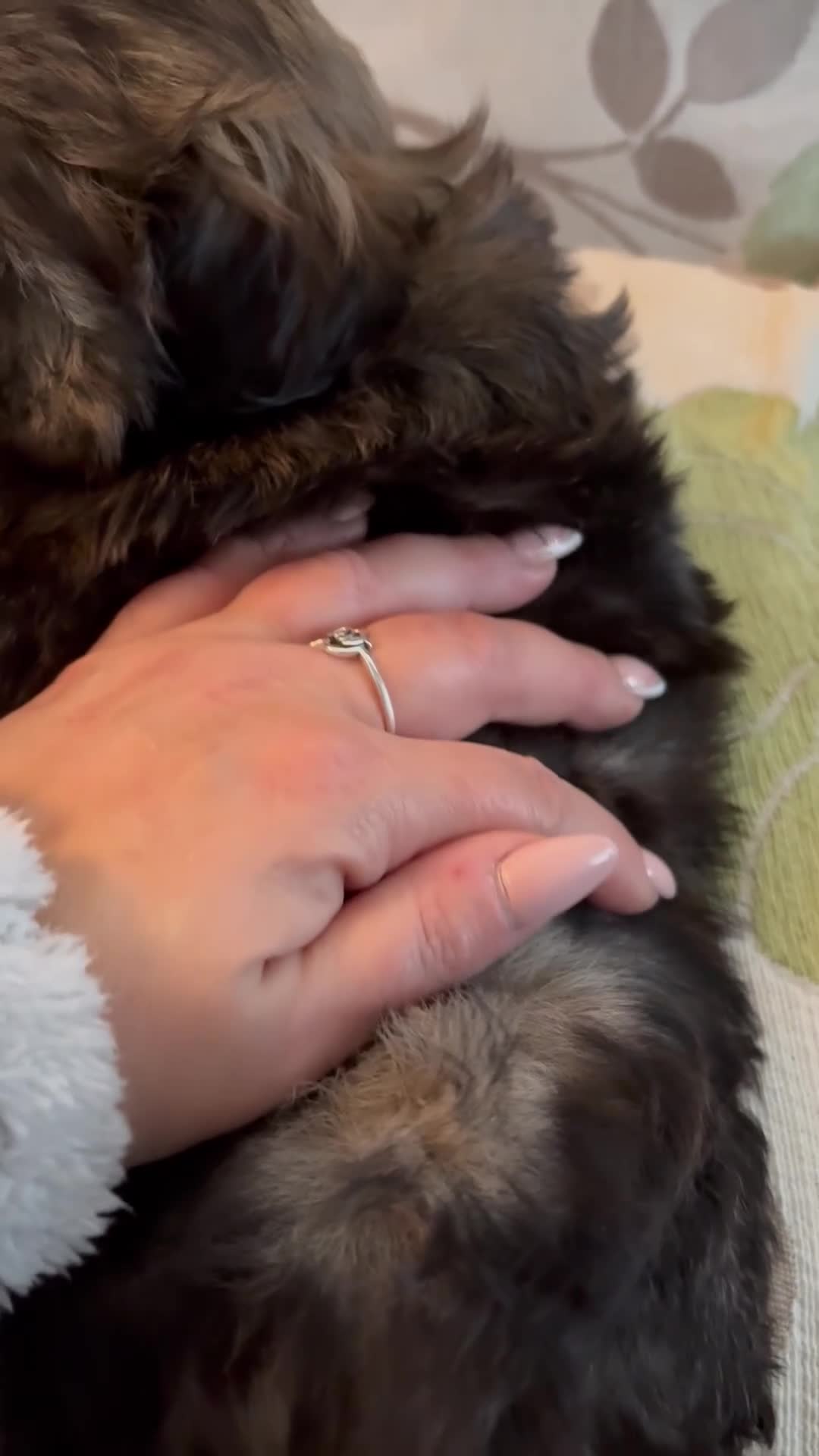 Mixed Breed dogs for sale: Shih Tzu cross - teddy bear puppies - Video 1