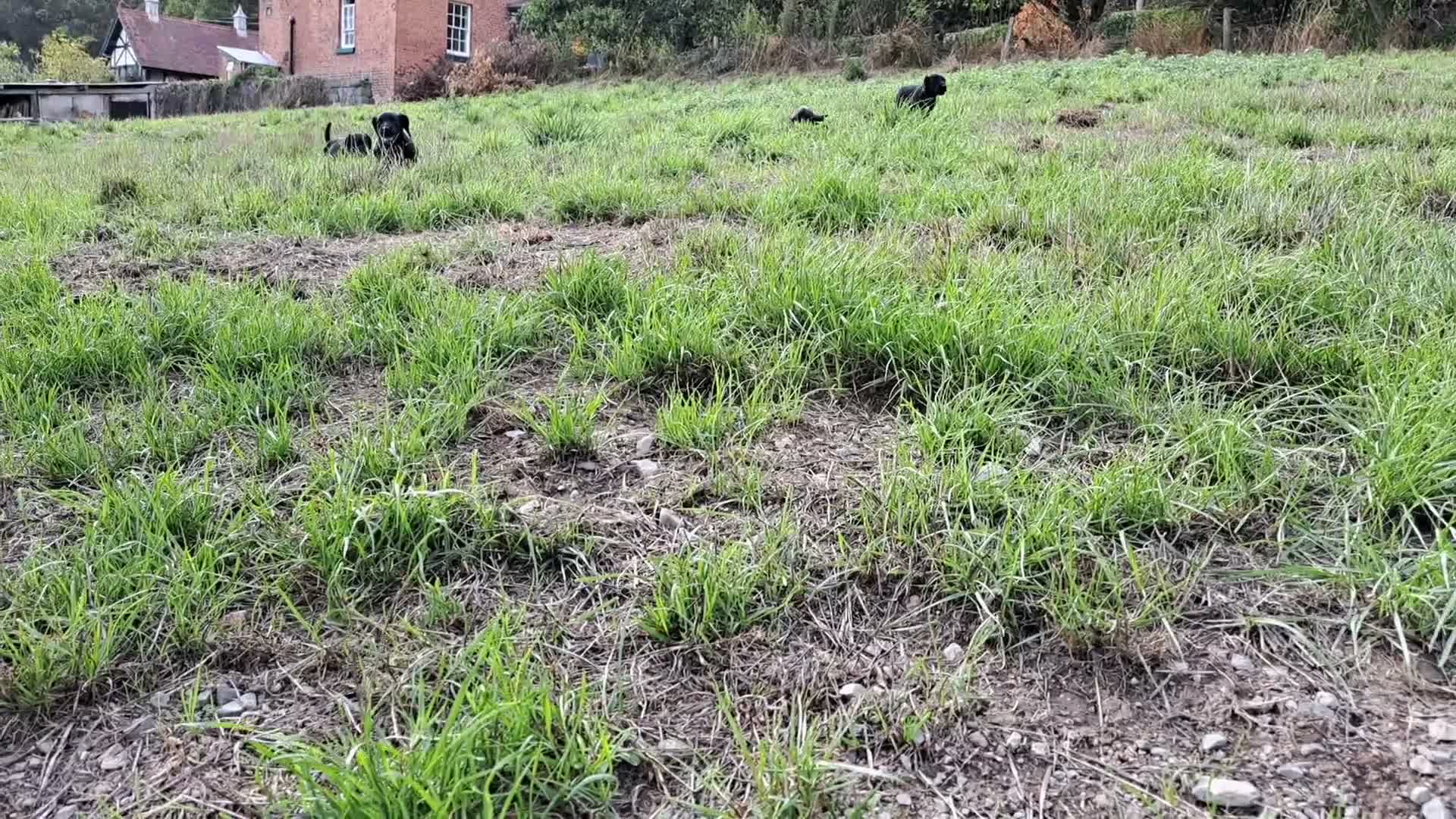 Springador dogs for sale: Springador puppies for Sale in Welshpool - Video 1