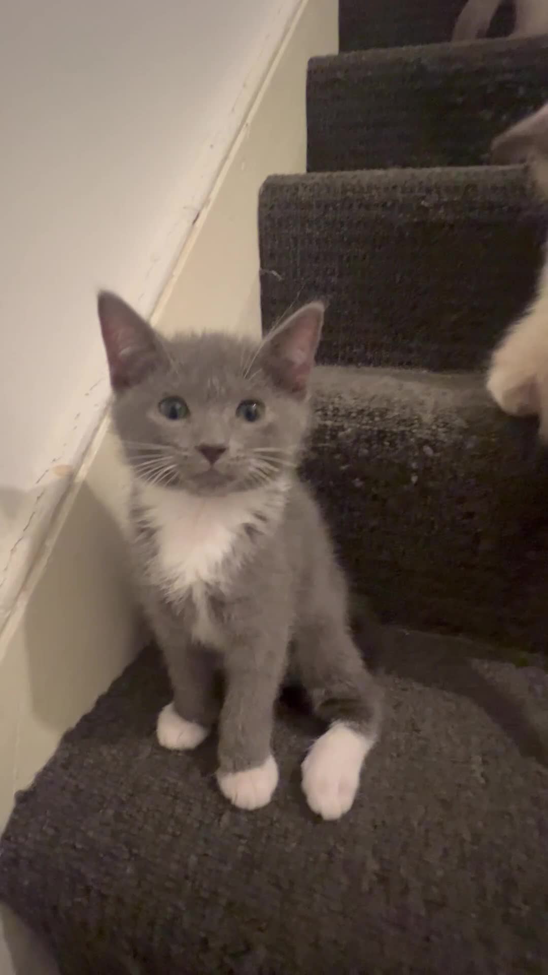 Ragdoll cats for sale: Adorable Ragdoll kittens ( mixt) for sale - Video 3