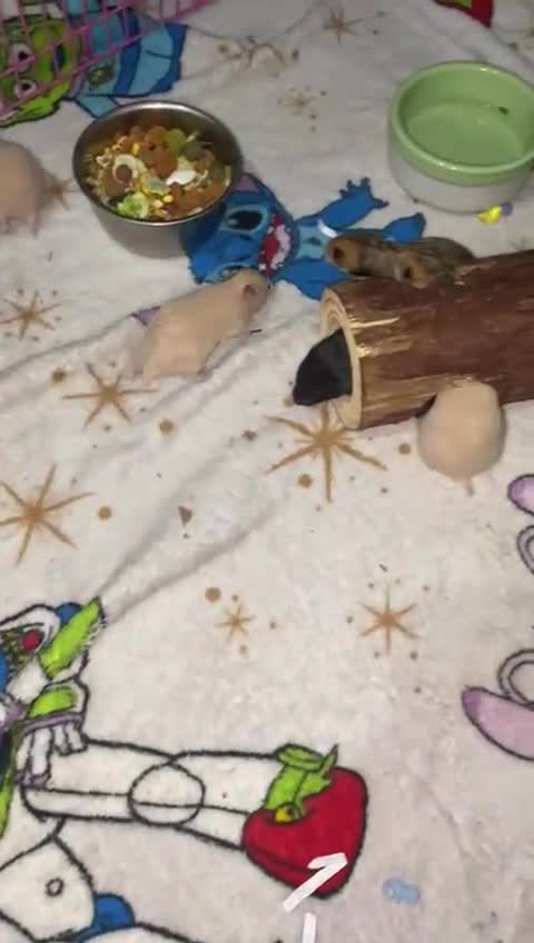 Hamster rodents for sale: 14 baby Syrian hamsters - Video 2