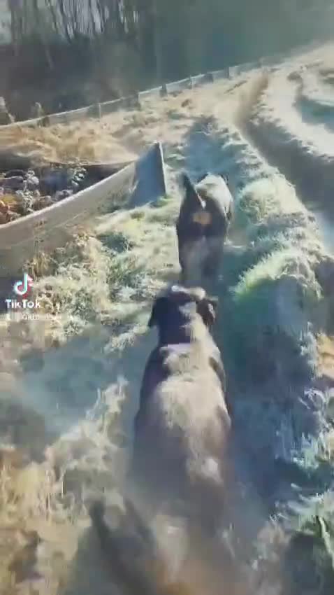 Rottweiler dogs for sale: 🏆(Kc)Champion bloodline Rottweiler puppies. - Video 3