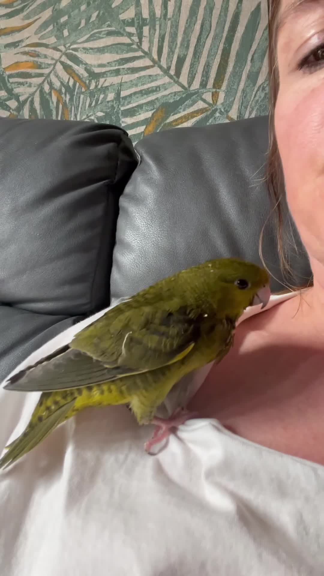 Budgerigars birds for sale: Linnies not budgies  hand reared  - Video 1