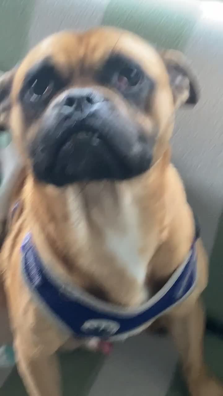 Mixed Breed dogs for sale: Elvis - Video 1