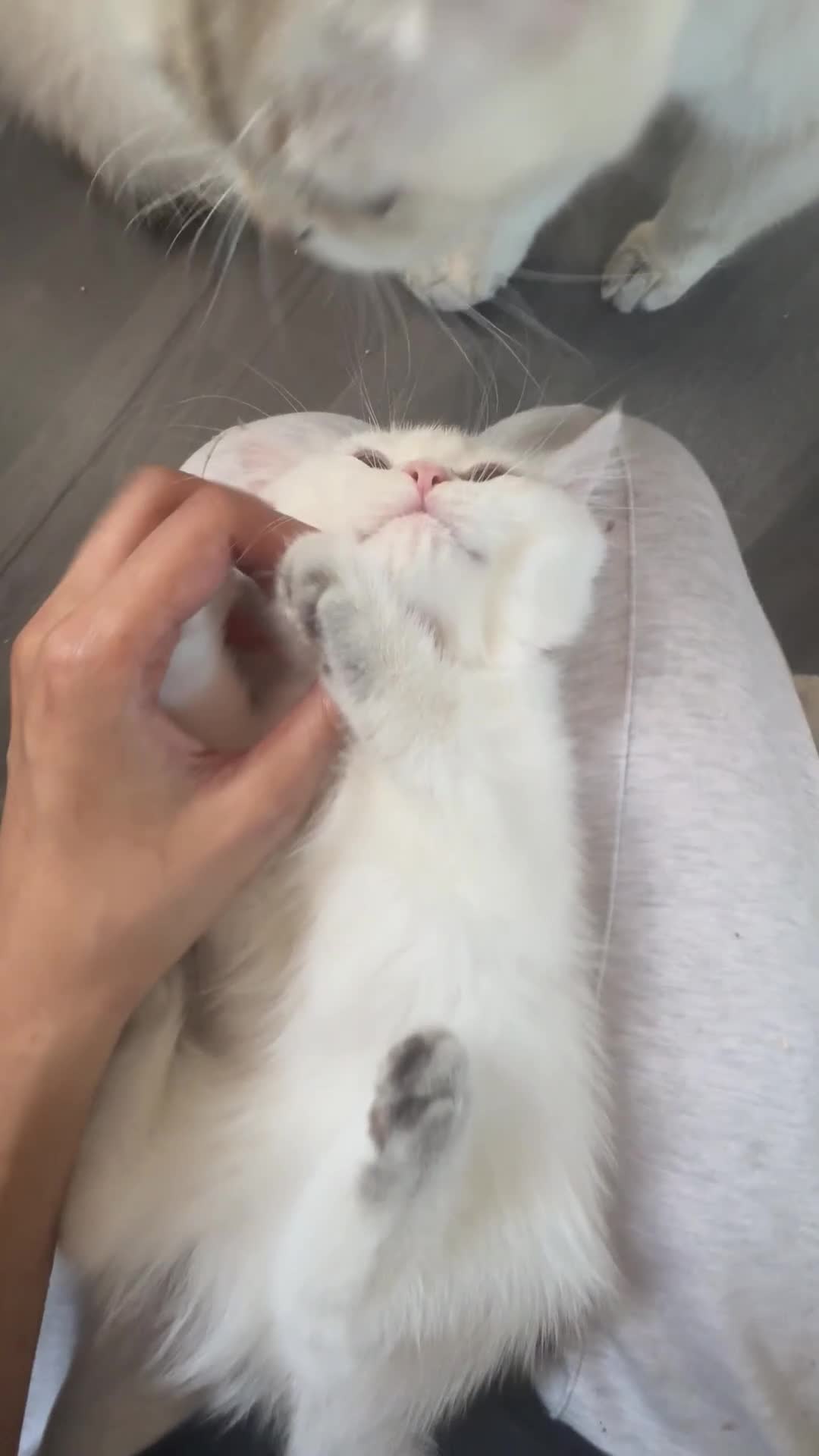 British Shorthair cats for sale: ❤️ White, gold tipped British shorthairs ❤️ in Slough - Video 1