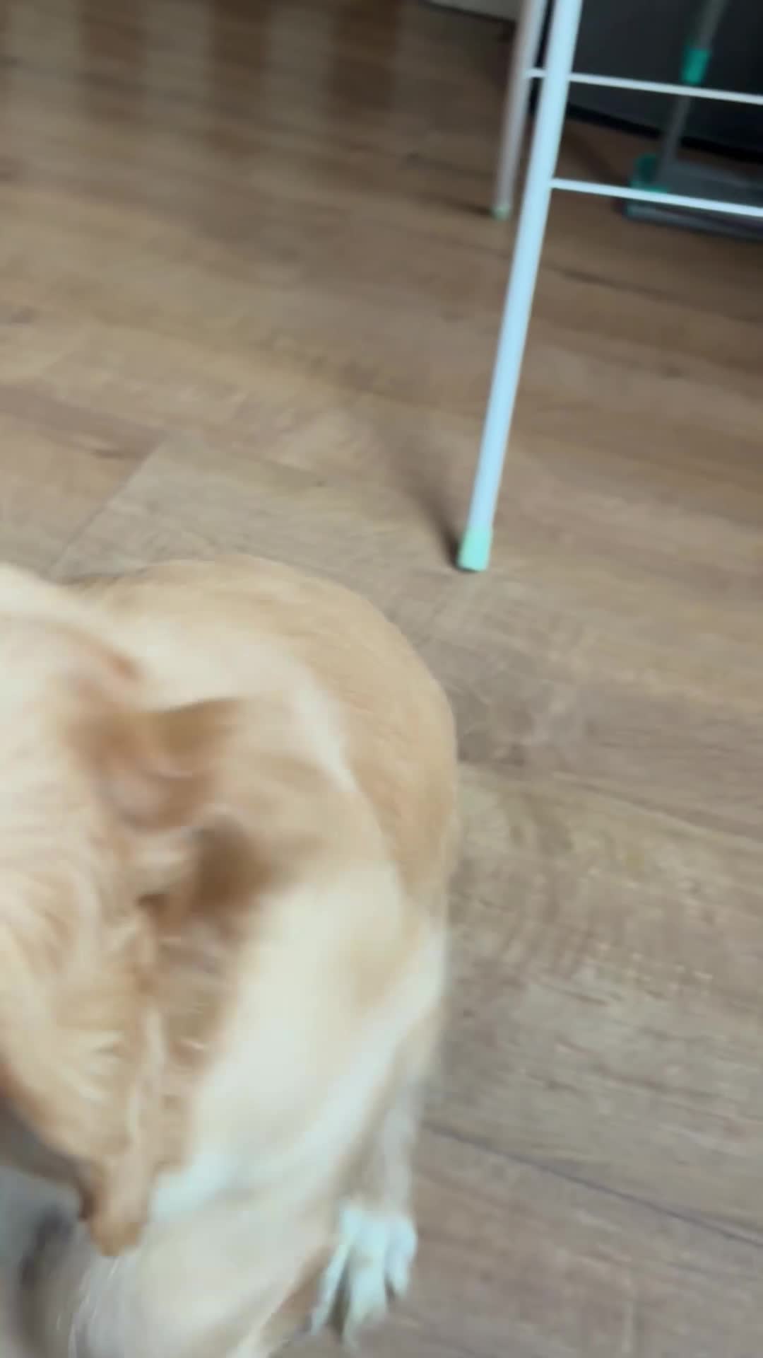 Cocker Spaniel dogs for sale: Lemon and white cocker spaniel  - Video 1