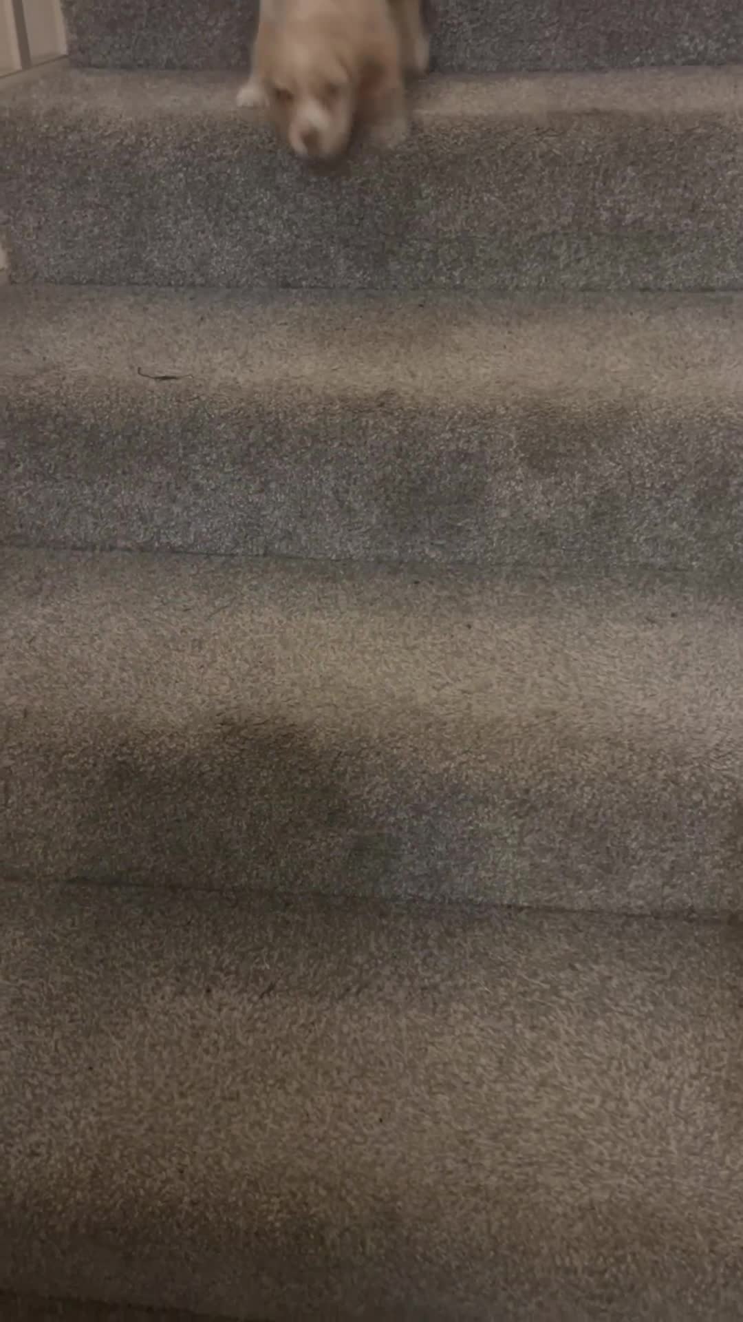 Cocker Spaniel dogs for sale: 3 Cocker Spaniel Puppies. 💙💙💙 - Video 5