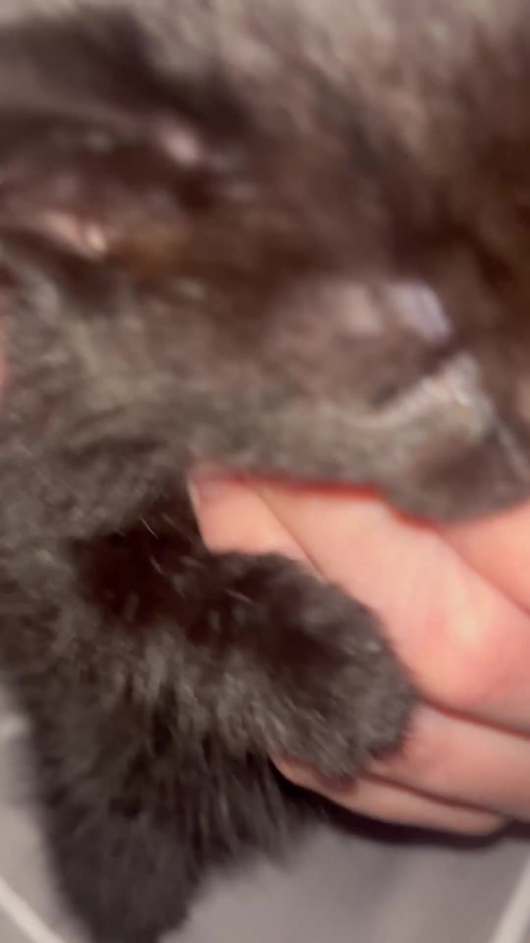 Ragamese cats for sale: Kitten - Video 1