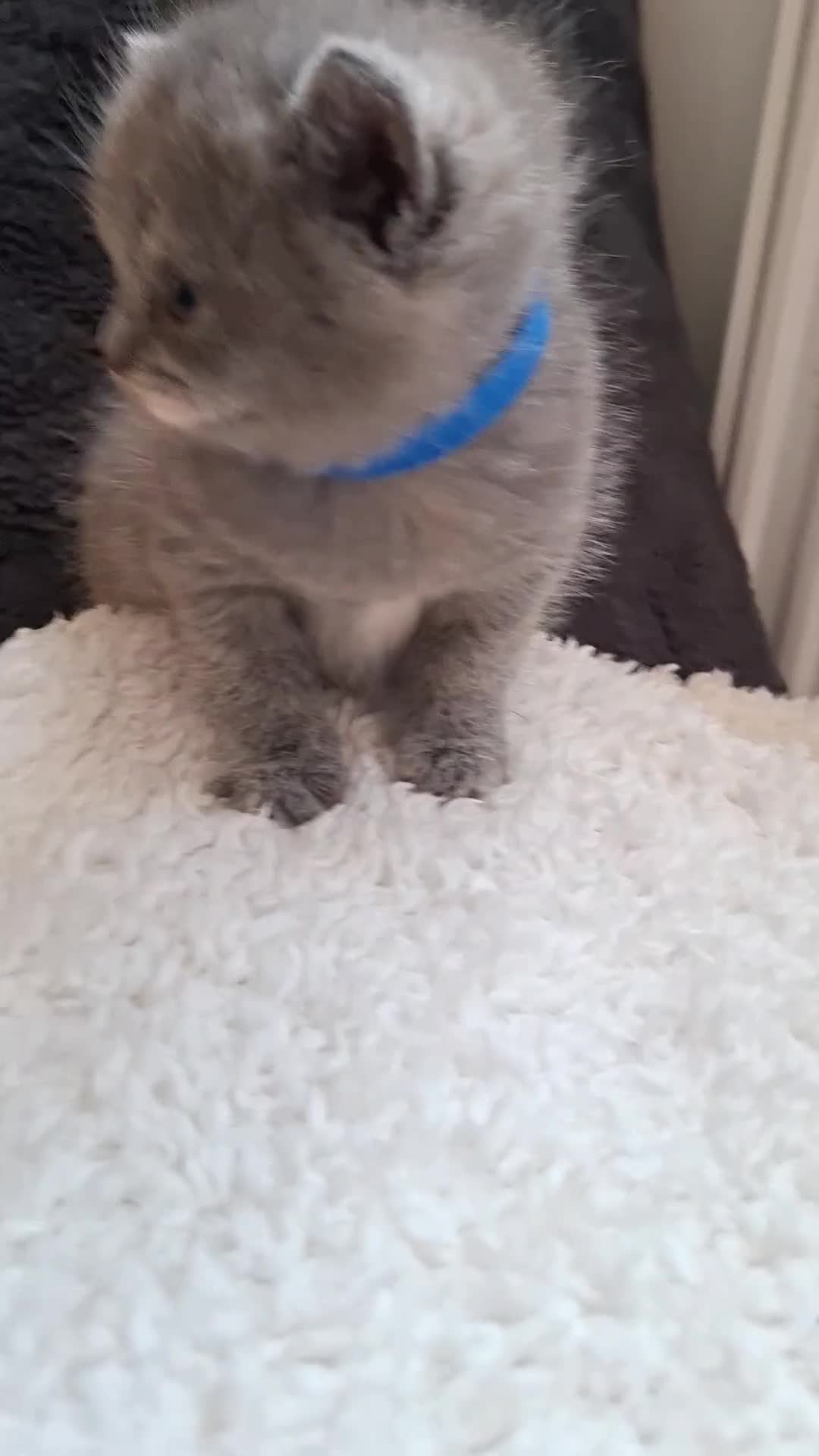 British Shorthair cats for sale:  100% Pedigree chunky BSH kittens - Video 3