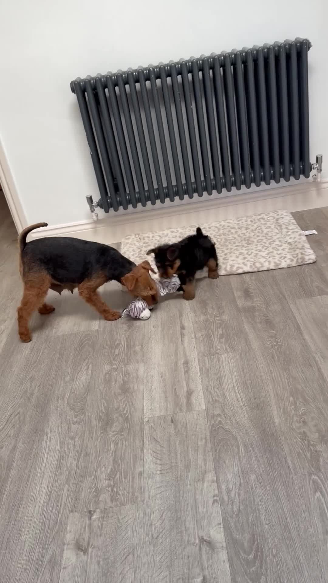 Welsh Terrier dogs for sale: Vincenzo lad  - Video 2