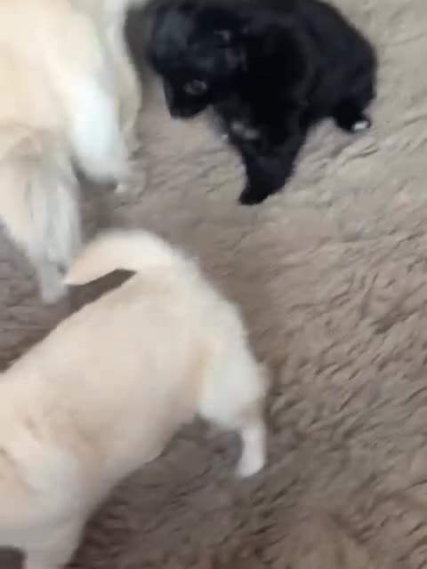 Chihuahua dogs for sale: Beautiful male and female chihuahua puppies  - Video 1