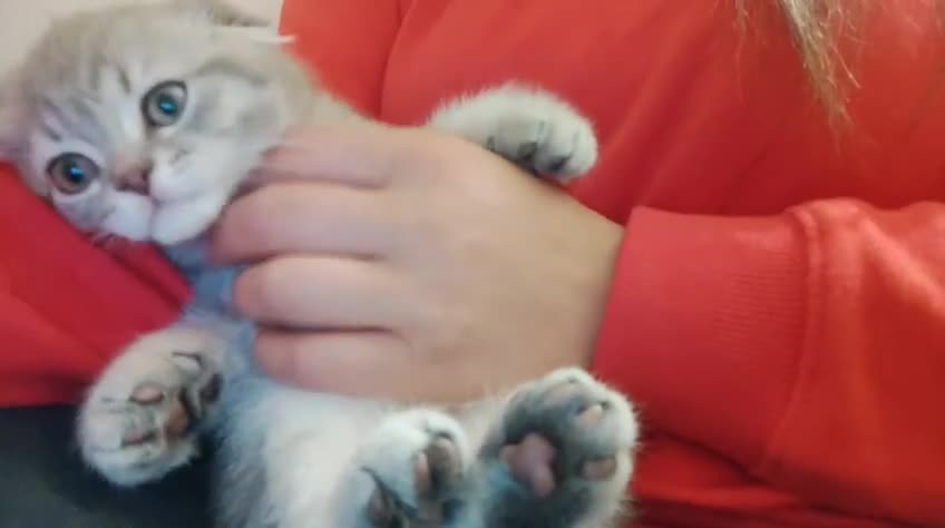 Scottish Fold cats for sale: 🐾 Adorable Scottish Kittens Seeking Loving Homes - Video 1