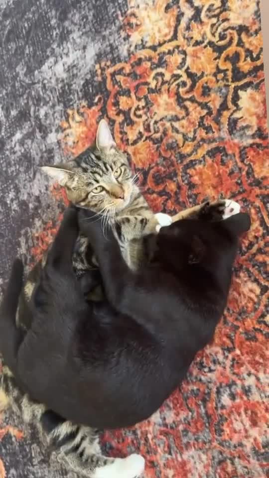 Mixed Breed cats for sale: Kittens free in Leeds - Video 2
