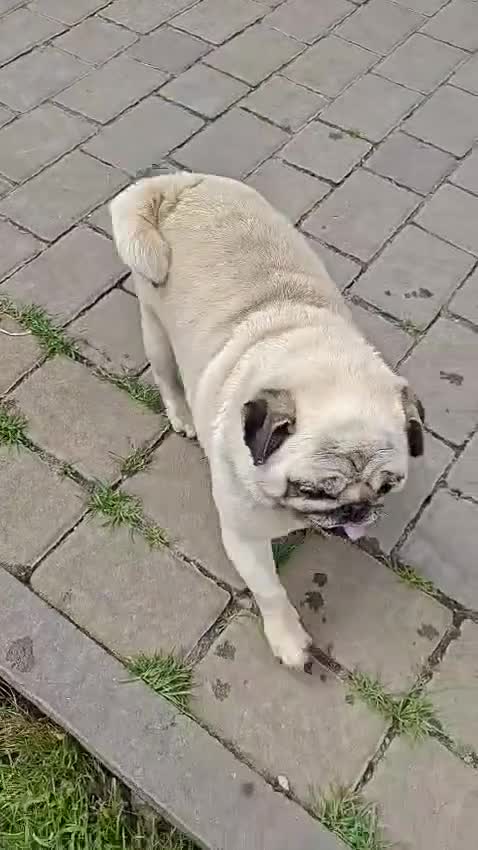 Pug dogs for adoption: 💖🐶 PEPPA 🐶💖 - Video 3