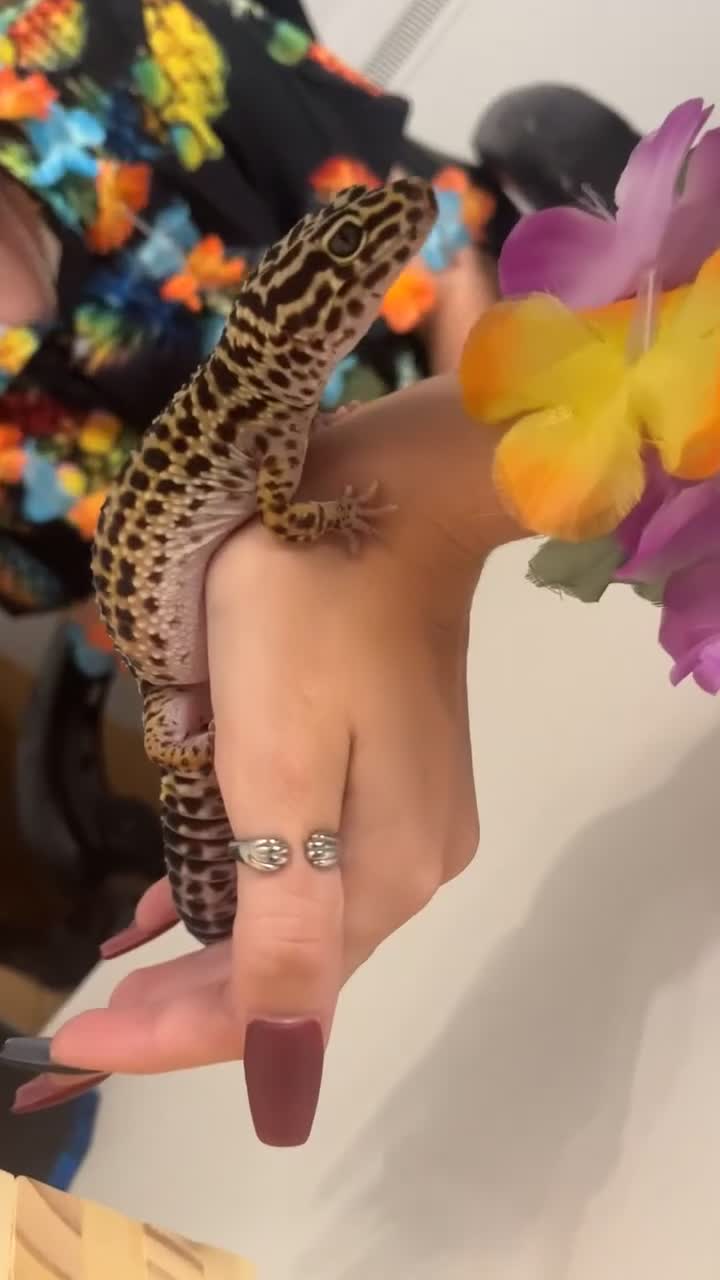 Leopard Gecko reptiles for sale: Female Leopard Gecko - Video 2