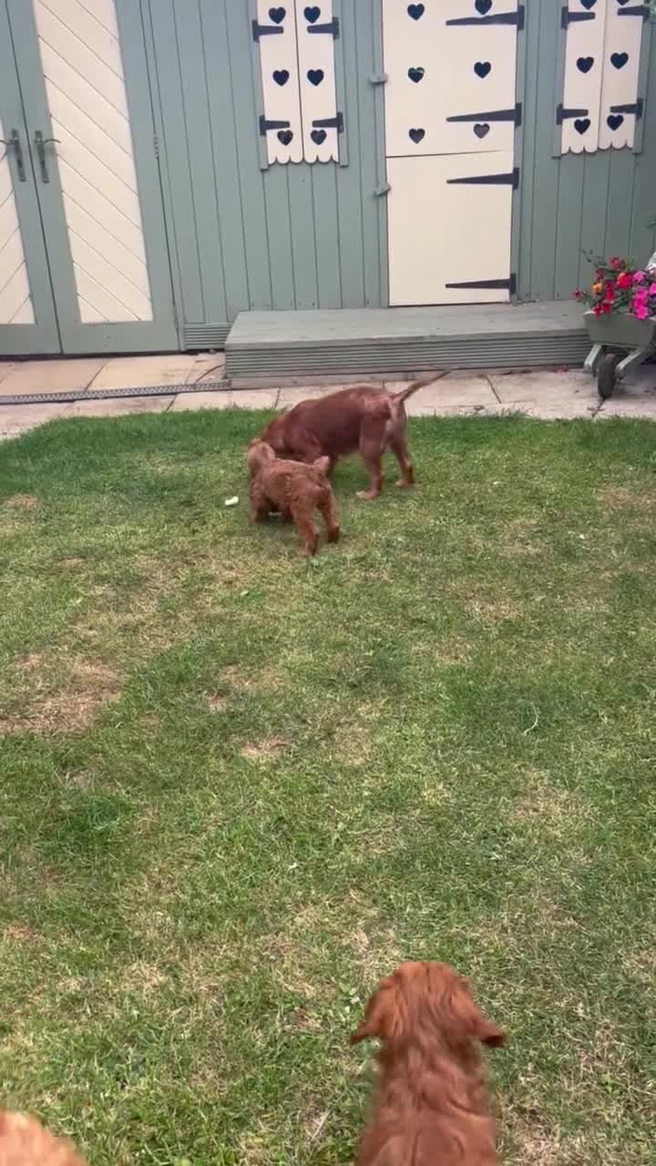 Cavapoo dogs for sale: F1 Cavapoo Puppies for sale  - Video 1