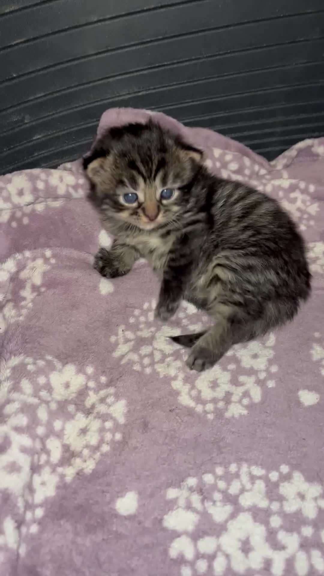 Mixed Breed cats for sale: 3 beautiful grey tabby kittens.  in Workington - Video 1