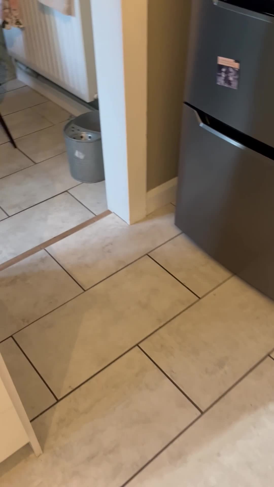 Japanese Shiba Inu dogs for sale: Dexter the Shiba Inu  - Video 2