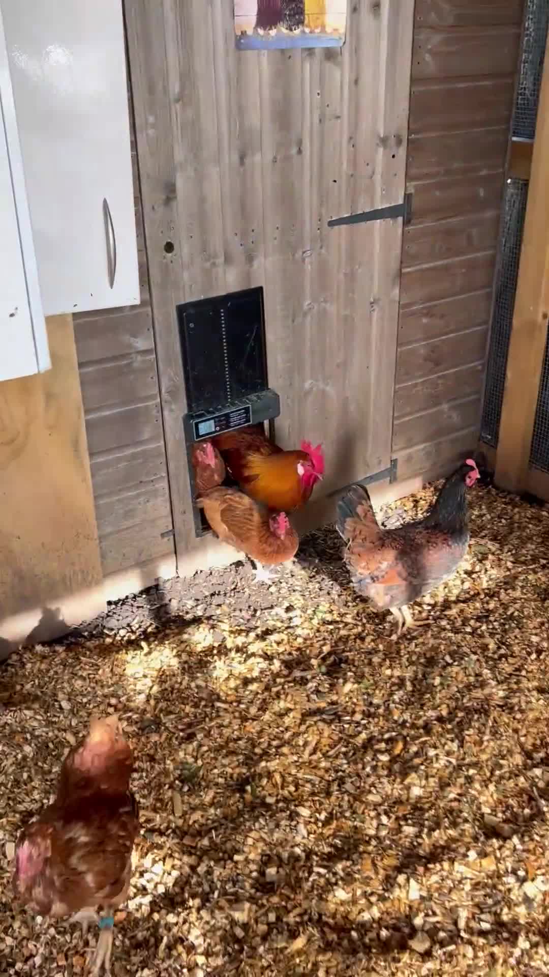 Chickens poultry for sale: Happy hens  - Video 2