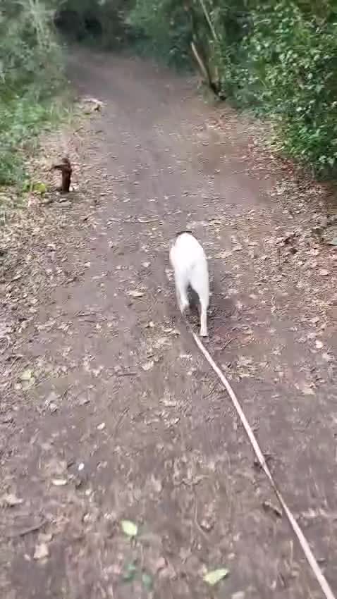 Mixed Breed dogs for adoption: ❤️PLIAMKA❤️She Is Everything You Could Hope For in Folkestone - Video 3