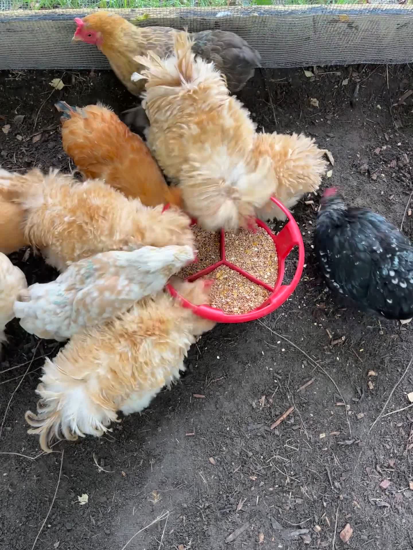 Chickens poultry for sale: Rare breed bantam cockerels - free to a good home! - Video 1