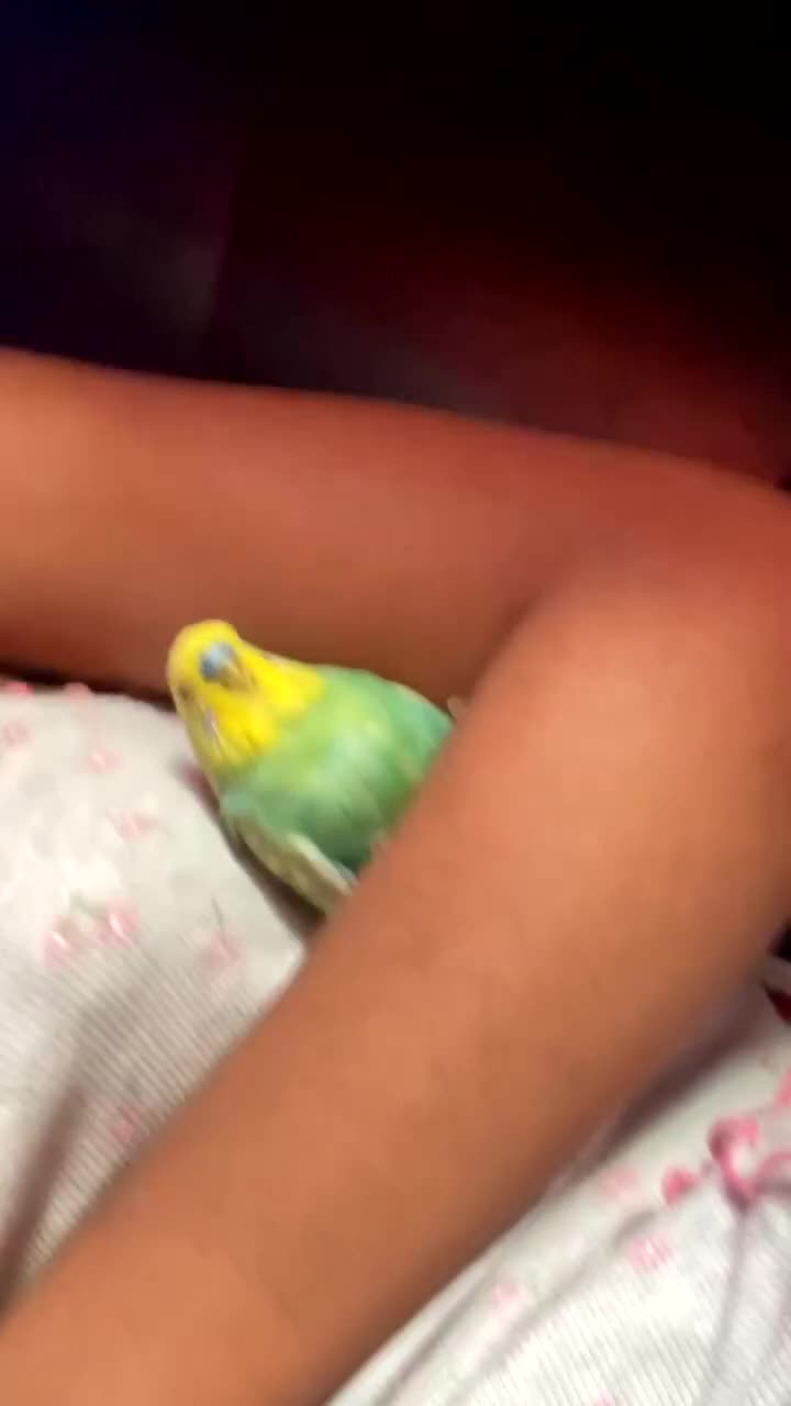 Budgerigars birds for sale: Female and male budgie for sale £50 - Video 3