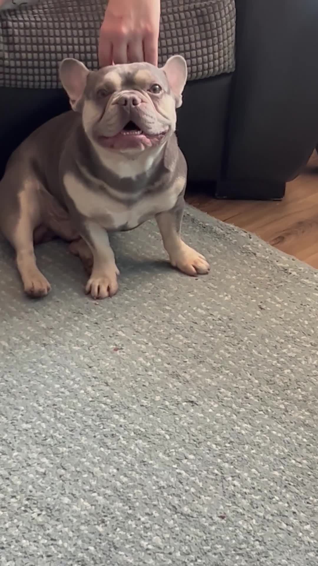 French Bulldog dogs for sale: Rio is looking for his forever home - Video 1