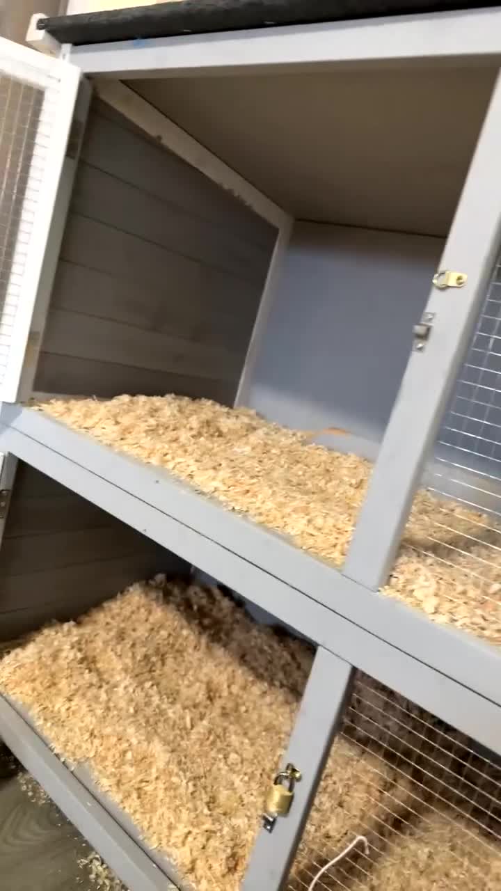 Tri Coloured Dutch rabbits for sale: Floppy  - Video 3