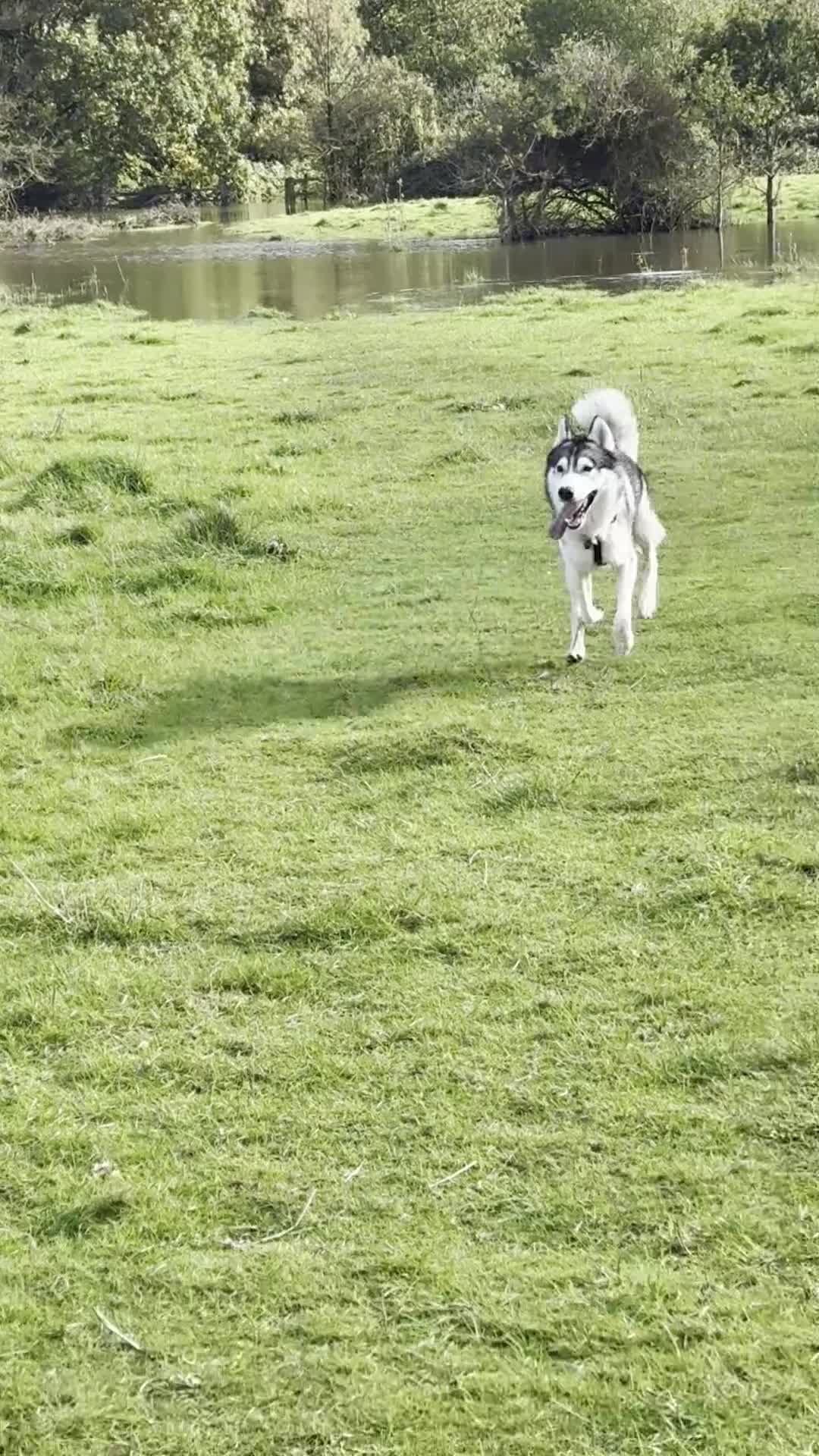 Siberian Husky dogs for stud: husky for stud - Video 1